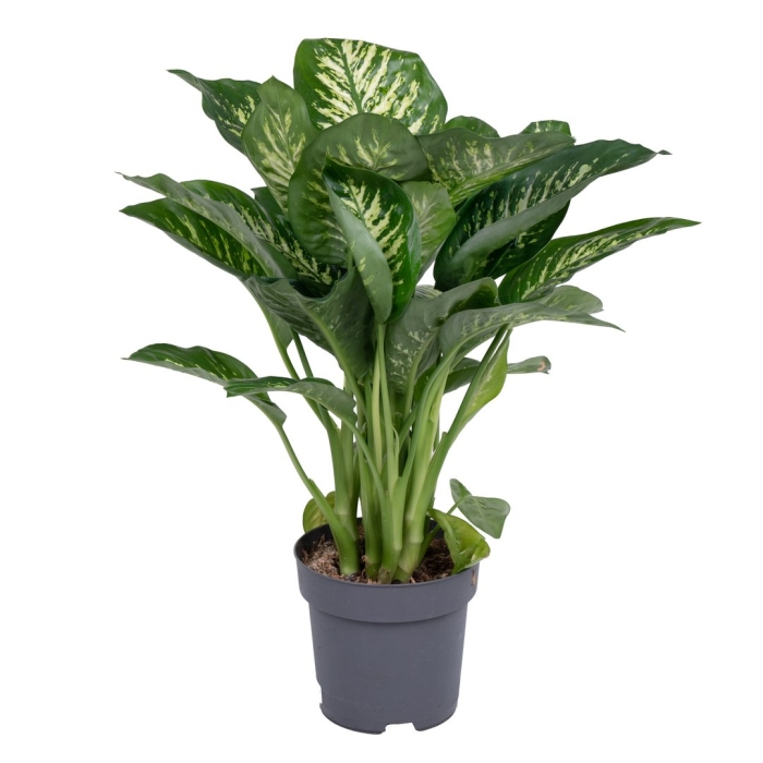 Диффенбахия сегуина – dieffenbachia seguine