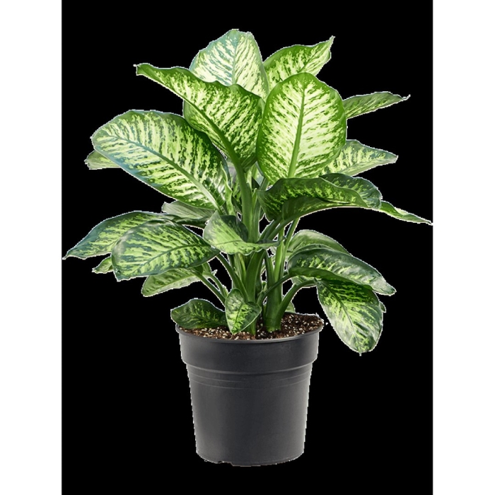 Диффенбахия тропик сноу