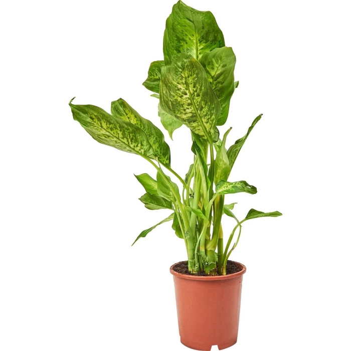 Диффенбахия микс