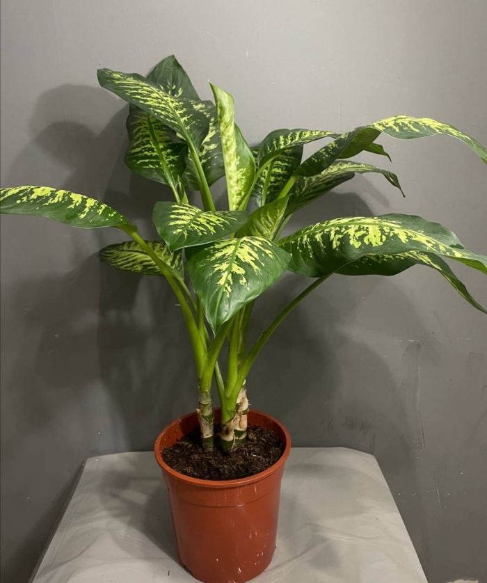 Диффенбахия комнатный цветок