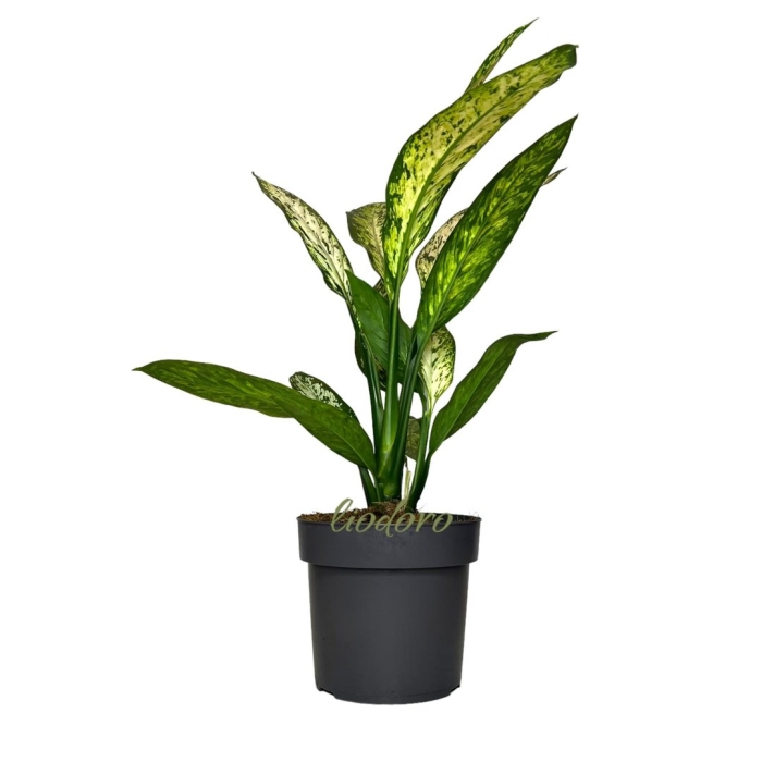 Диффенбахия везувиус