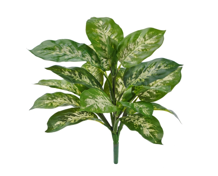 Диффенбахия белая