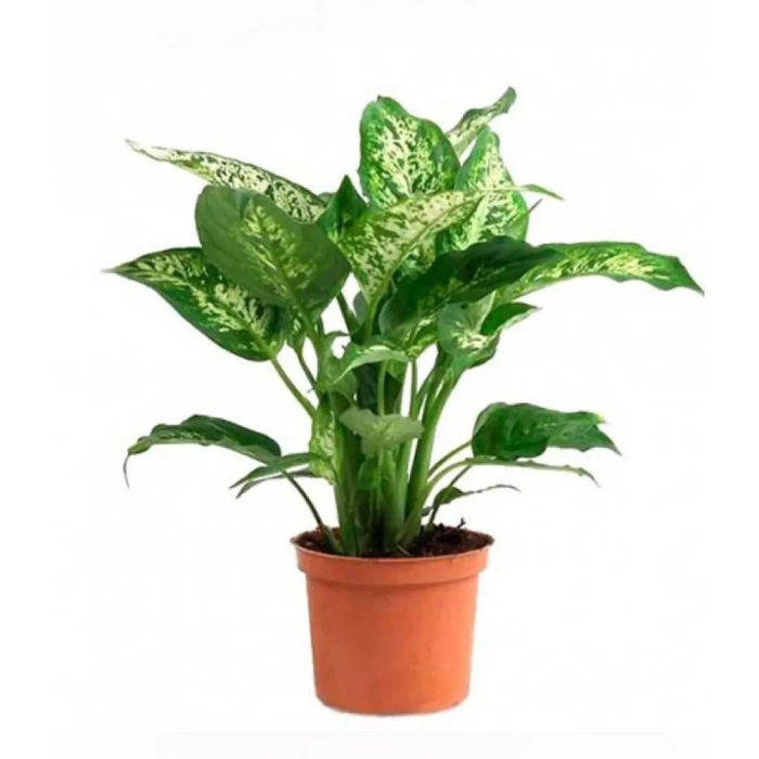 Диффенбахия тропик сноу