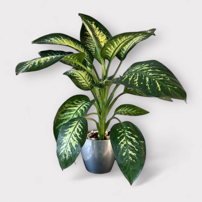 Диффенбахия растение