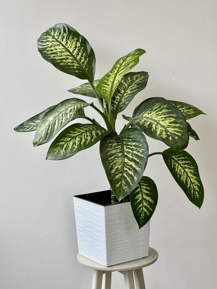 Диффенбахия tropic snow