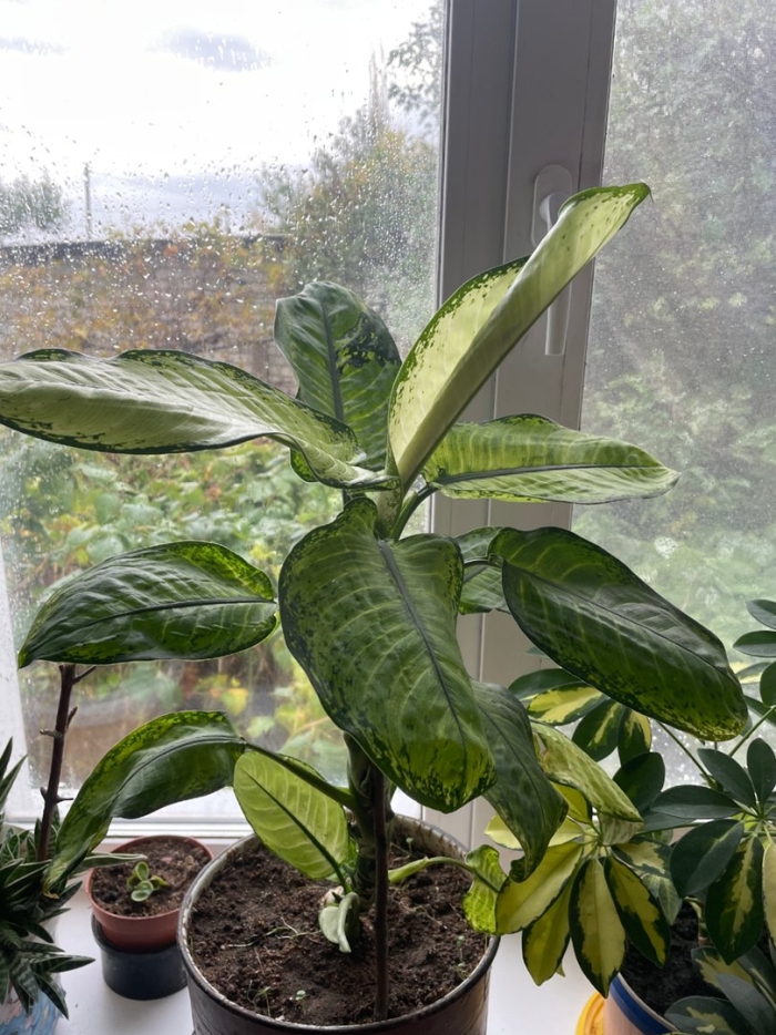 Растение диффенбахия