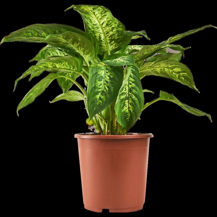 Комнатное растение диффенбахия