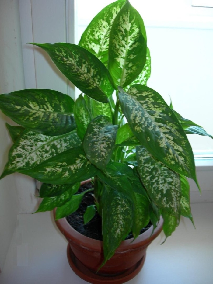 Фикус диффенбахия