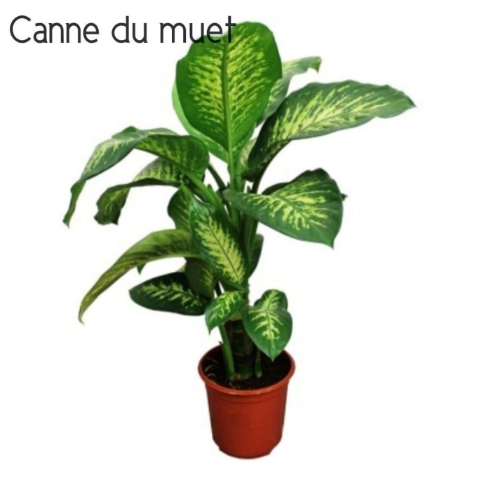 Цветок диффенбахия комнатный