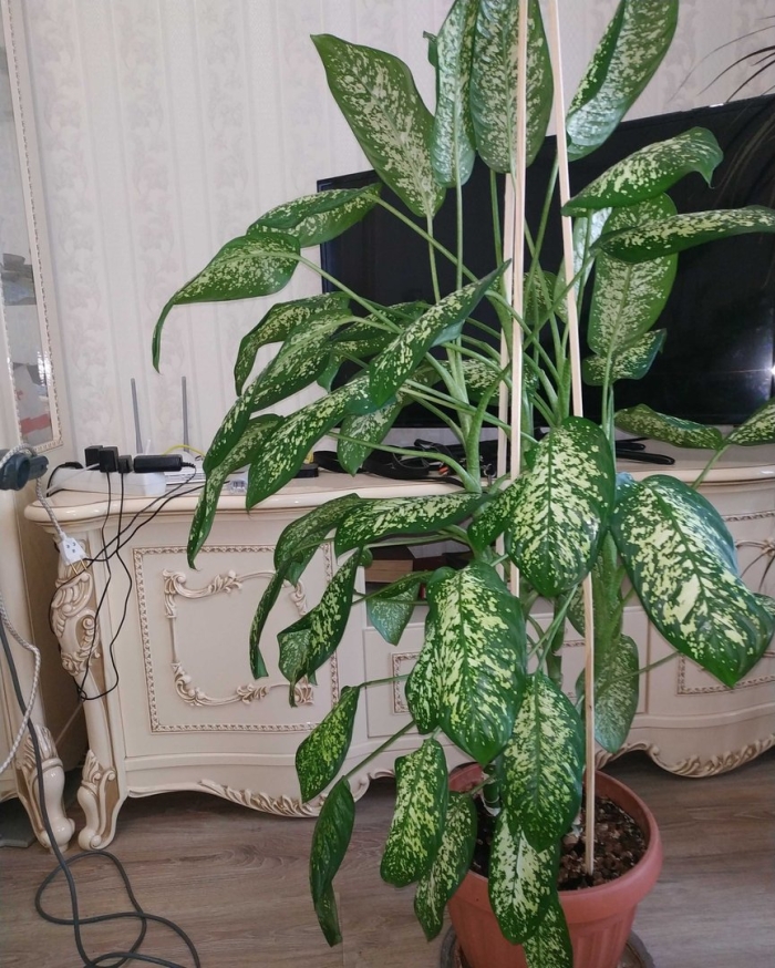 Диффенбахия комнатное растение