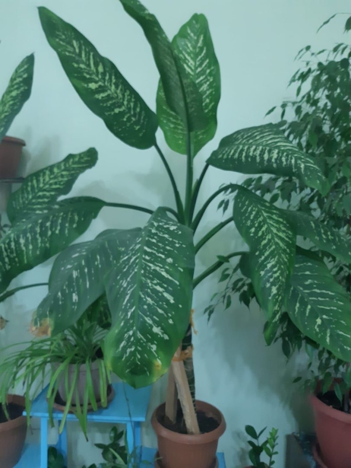 Диффенбахия зеленая крупнолистная