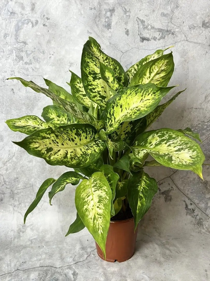 Диффенбахия компакта