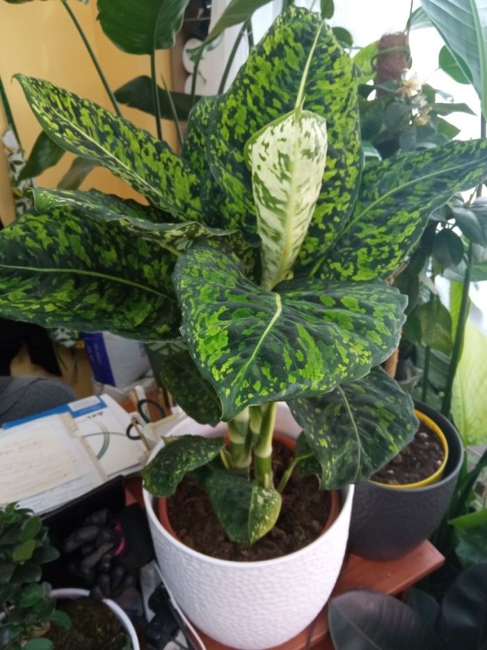 Диффенбахия рефлектор