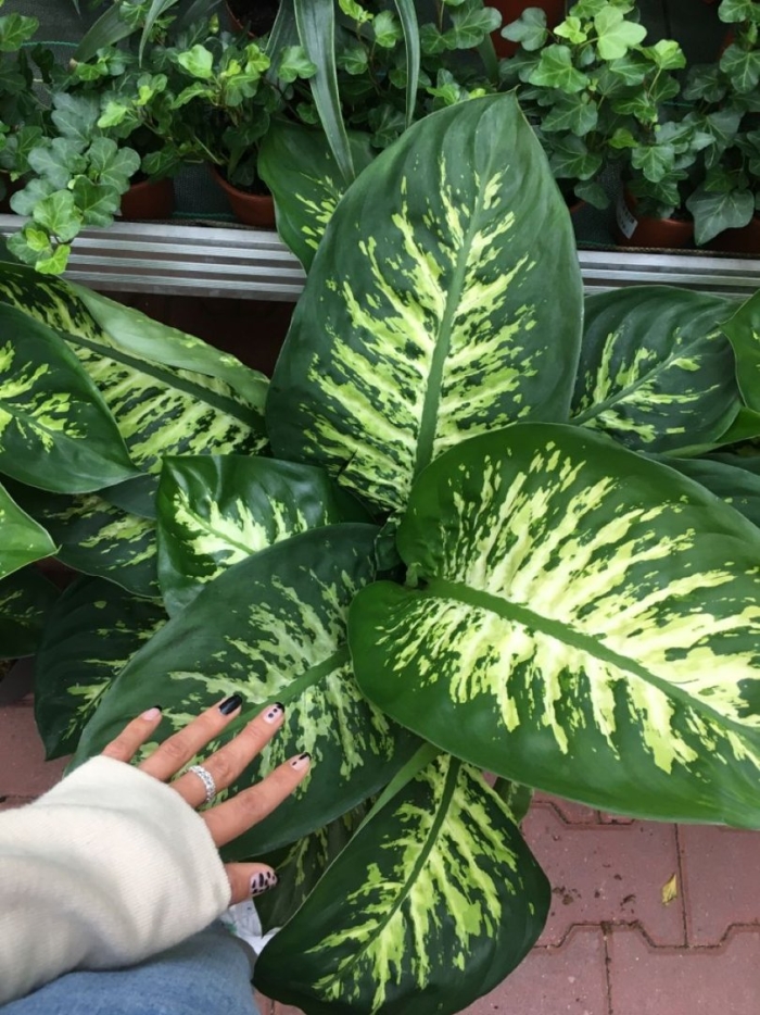 Диффенбахия lemon tropic