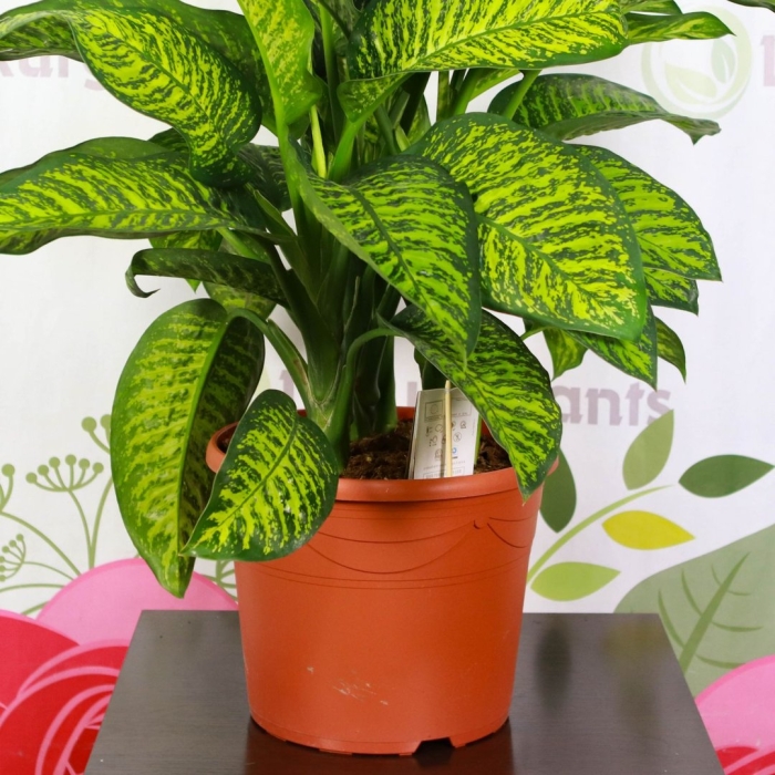 Диффенбахия везувий