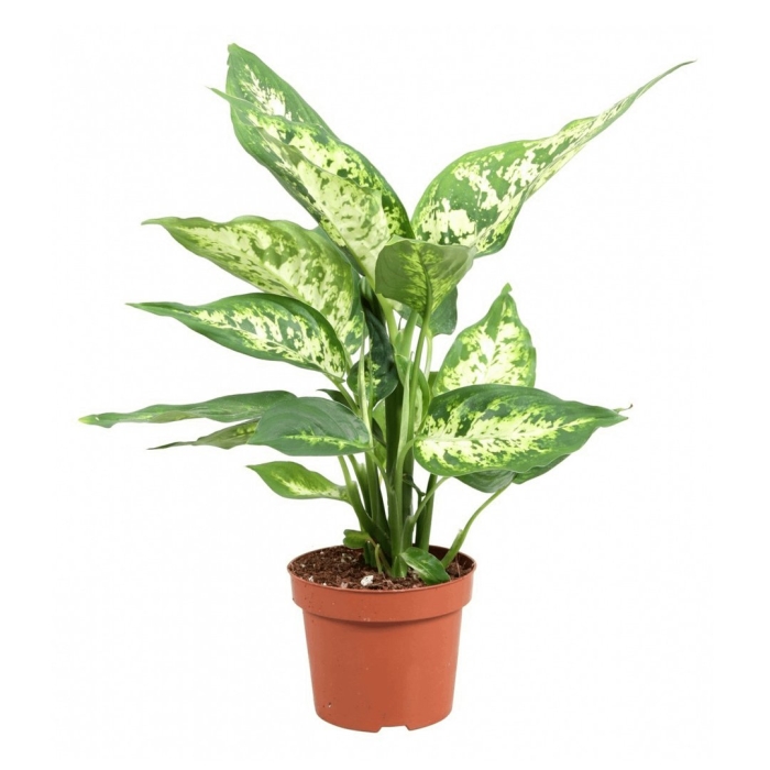 Цветок диффенбахия искусственный