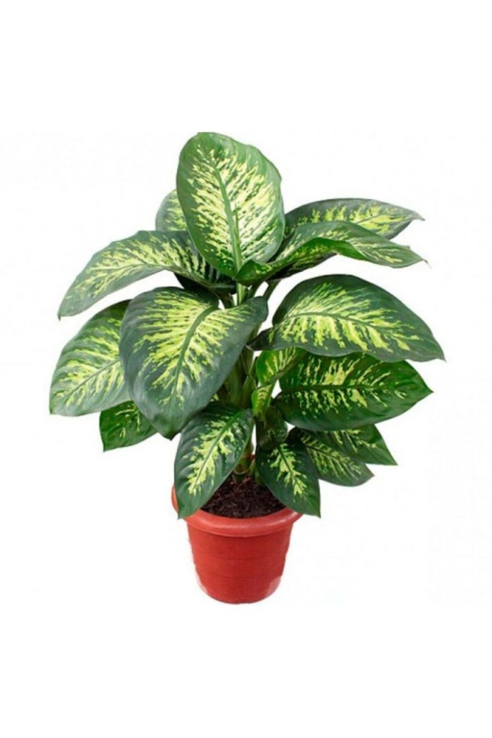 Диффенбахия тропик марианна