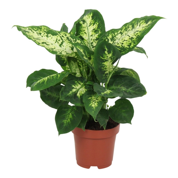 Диффенбахия maculata amy