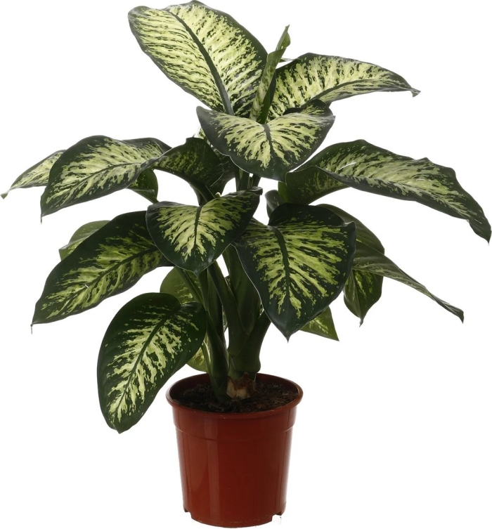 Комнатное растение диффенбахия