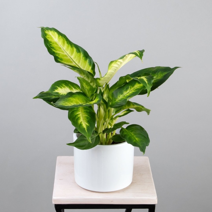 Диффенбахия dieffenbachia камилла