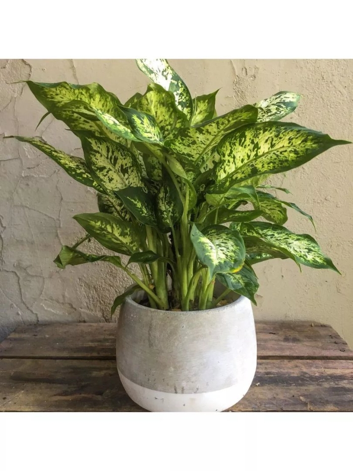 Комнатное растение диффенбахия