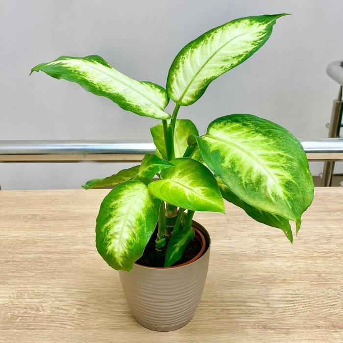 Диффенбахия камилла dieffenbachia camilla