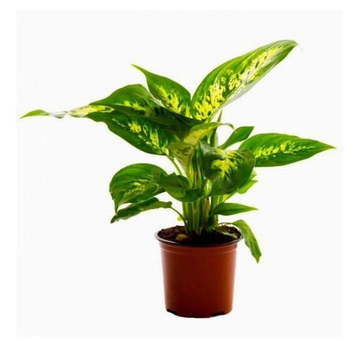 Диффенбахия леруа мерлен