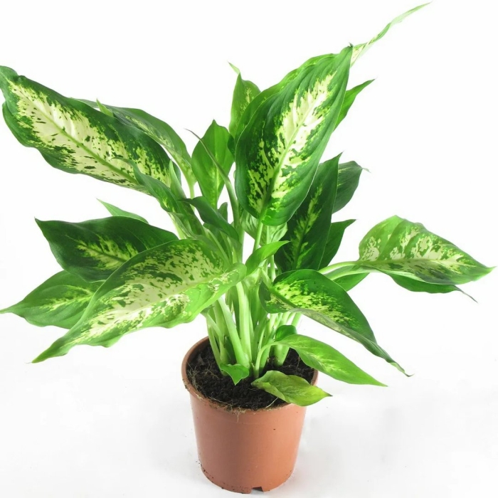 Диффенбахия compacta