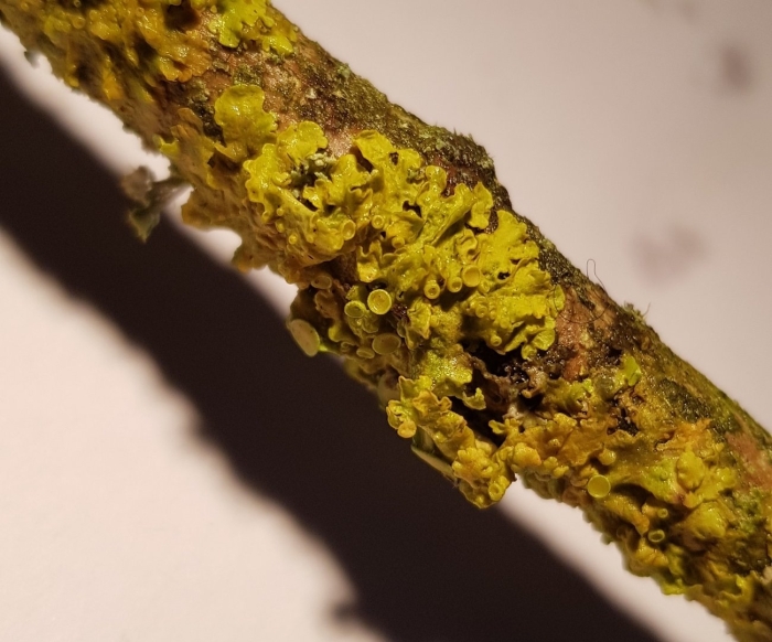 Xanthoria parietina