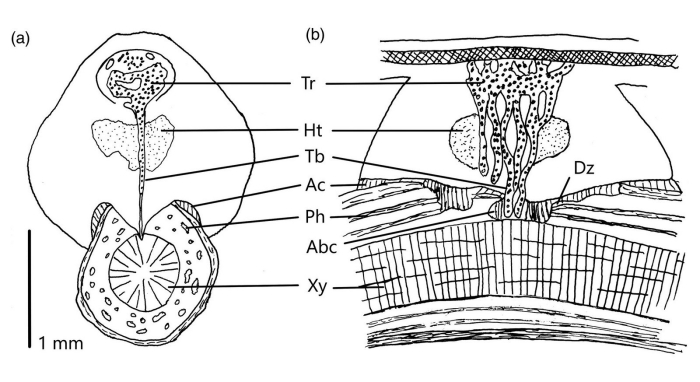 Поперечные срезы