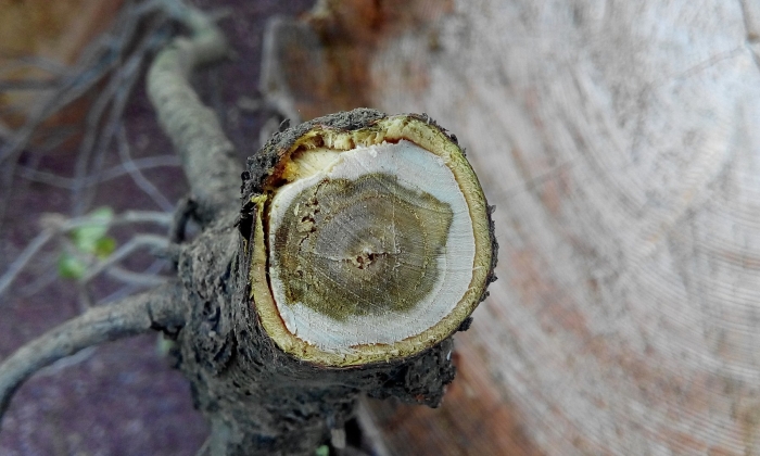 Монилиоз вишни срез ветки