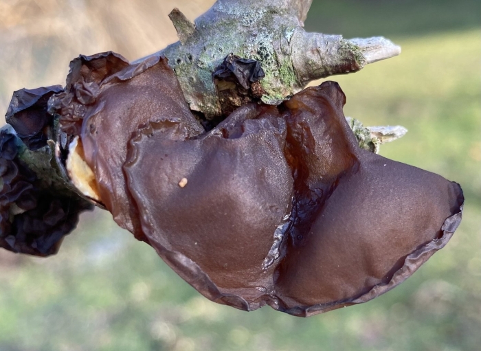 Эксидия железистая