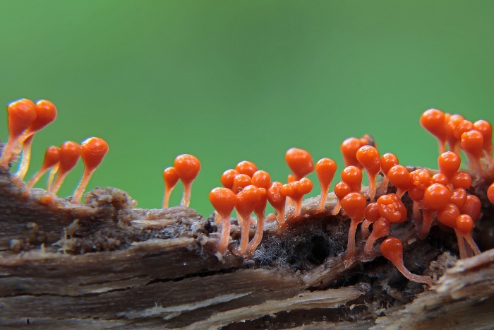 Гриб слизевик плазмодий