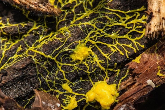 Гриб physarum polycephalum