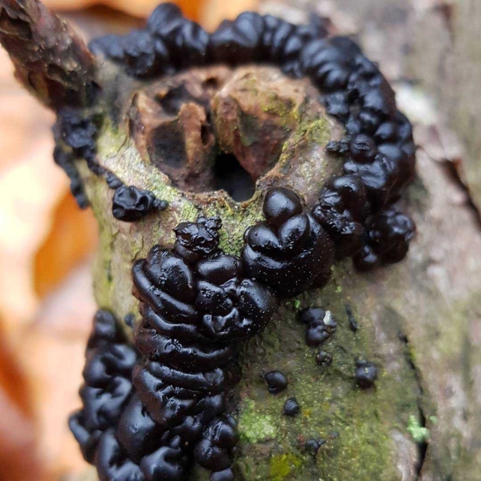 Эксидия железистая