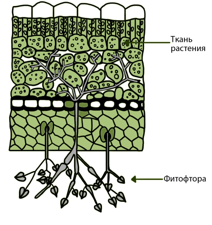 Гаустории фитофторы