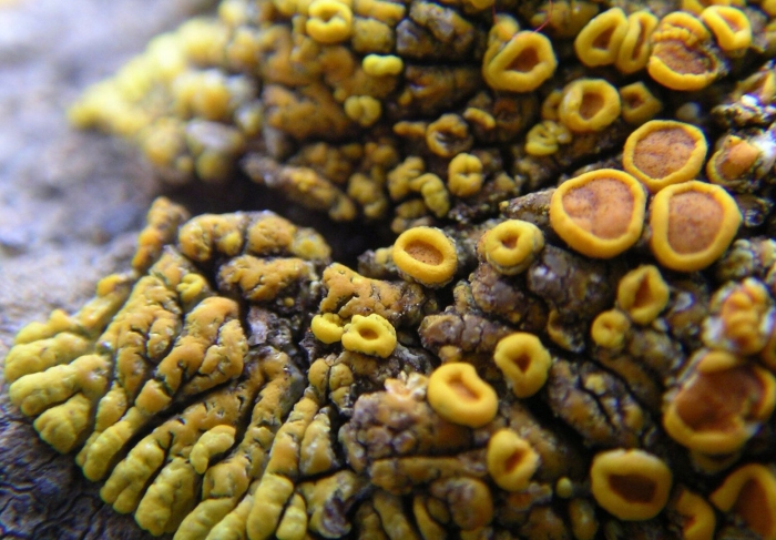 Caloplaca saxicola