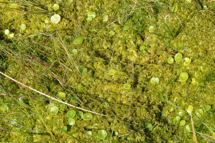 Hydrocotyle vulgaris