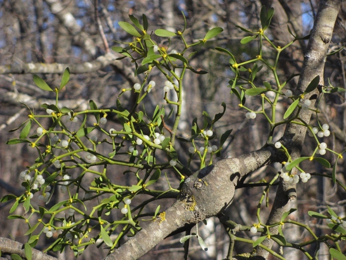 Омела - viscum album