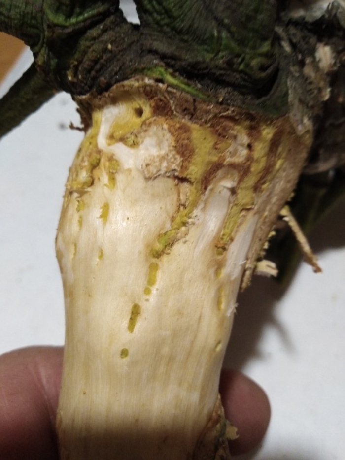 Стеблевая гниль антуриума