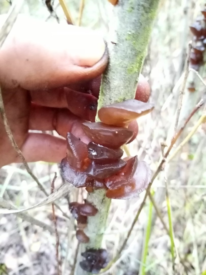 Дрожалка мозговая гриб