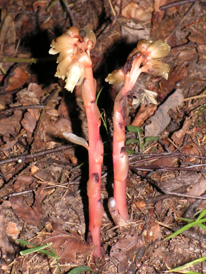 Подъельник обыкновенный monotropa hypopitys