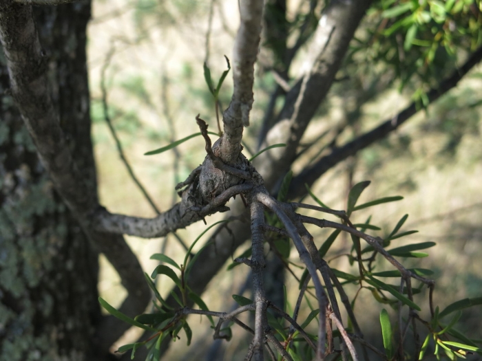 Callitris glaucophylla