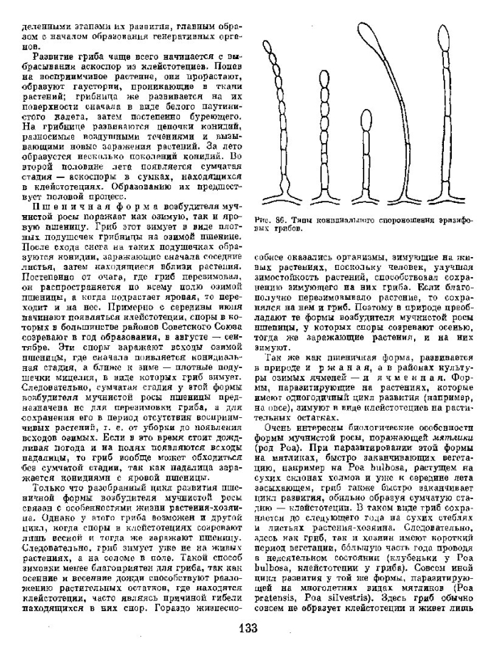 Типы конидиального спороношения