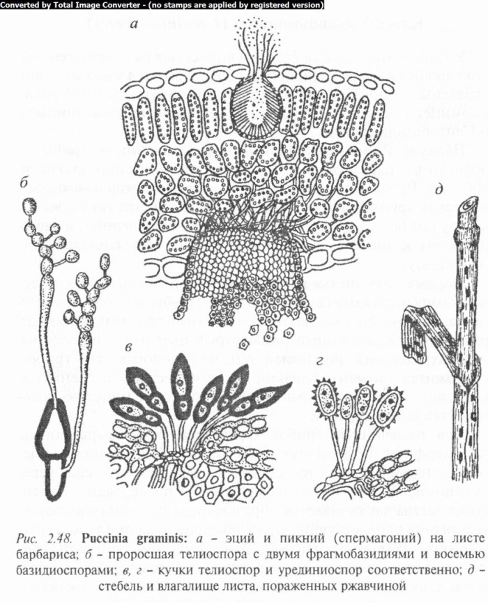 Типы спороношения ржавчинных грибов