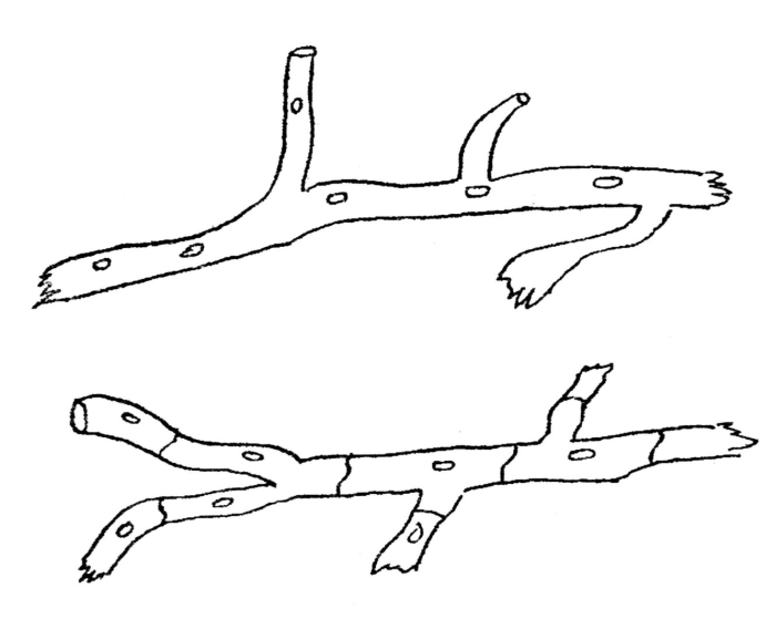 Несептированный мицелий