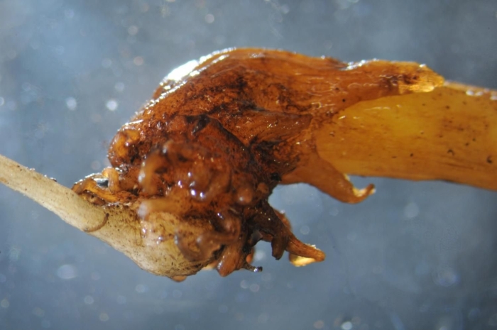 Гаустории заразихи