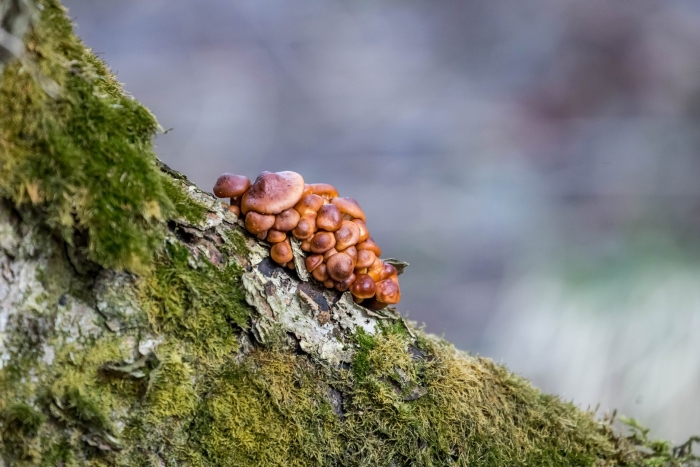 Зимний опенок фламмулина