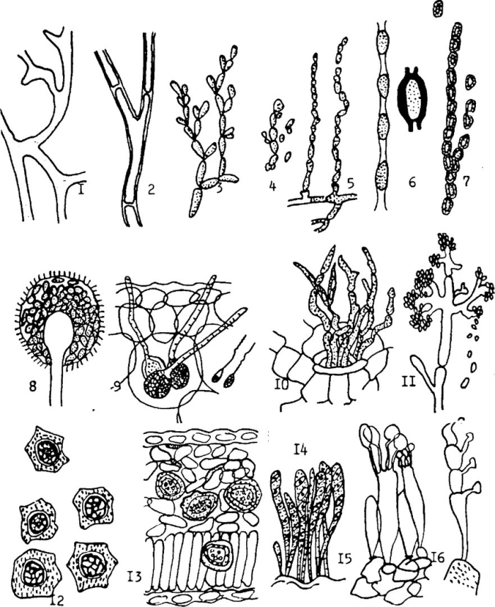 Бластоспоры хламидоспоры