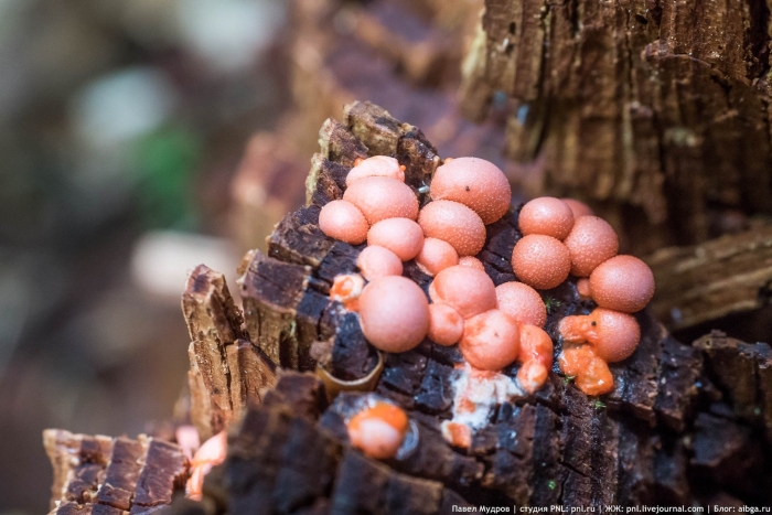 Ликогала древесинная